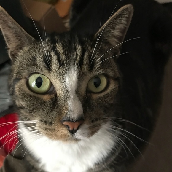 Meet your Posher, DeAnna - Picture 1 of 1